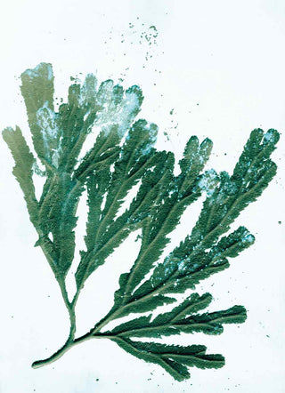 Seaweed green wallpaper