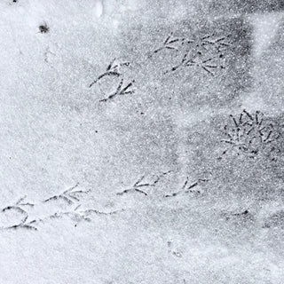 PAUSE, IMMERSION & COMMUNITY