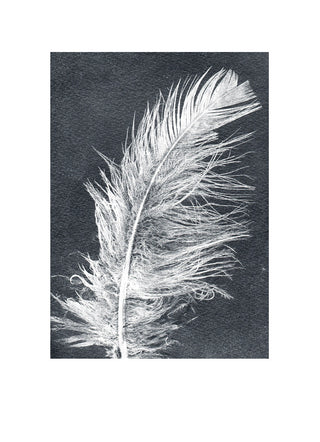 Feather White