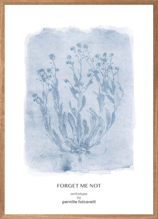 Forget-me-not Blue
