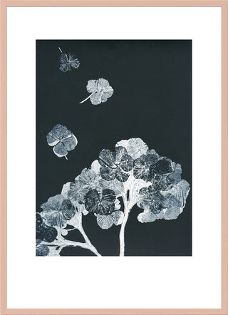 Hortensia Black