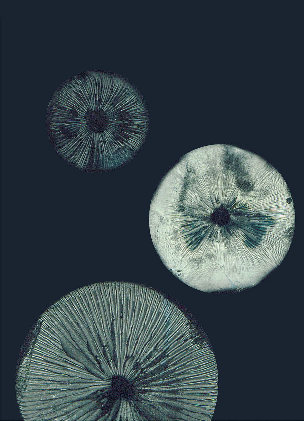 Mushroom 1 Dark Teal Pernille Folcarelli Shop