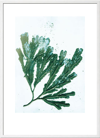 Seaweed Sea Green