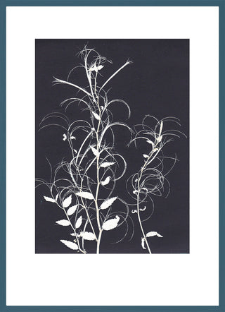 Willowherb Black